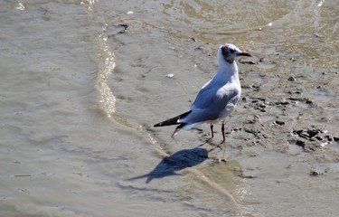 Mouette