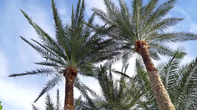 View of palm trees from below. 4K video.