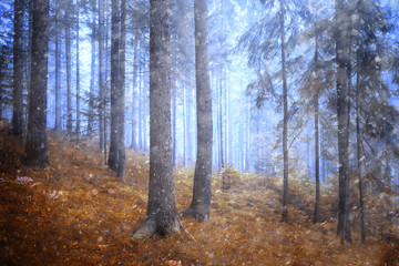 Fototapeta premium Dreamy rainy and snowy foggy conifer forest tree landscape. Color filter effect used.