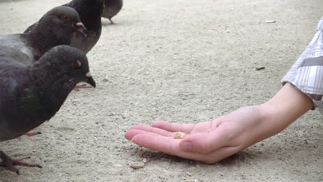 Close-up of hungry pigeons greedily pecking and eating food from human hand placed on ground. City bird feeding. Slow motion. Camera stays still.