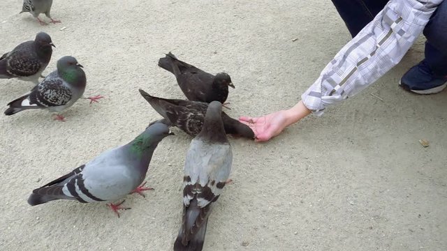 Close-up of hungry pigeons greedily pecking and eating food from human hand placed on ground. City bird feeding. Slow motion. Camera stays still.