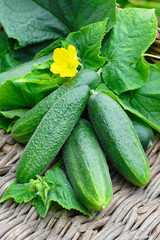 Harvest of cucumbers