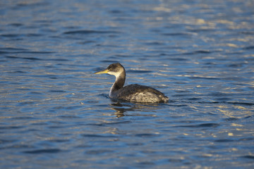 アカエリカイツブリ(Red-necked grebe)