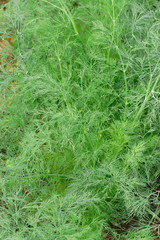 Growing dill plant