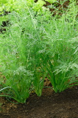 Growing dill plant