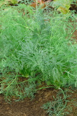 Growing dill plant