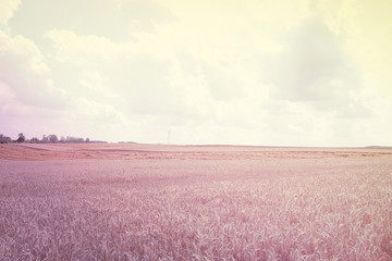 Fototapeta na wymiar wheat field landscape, background