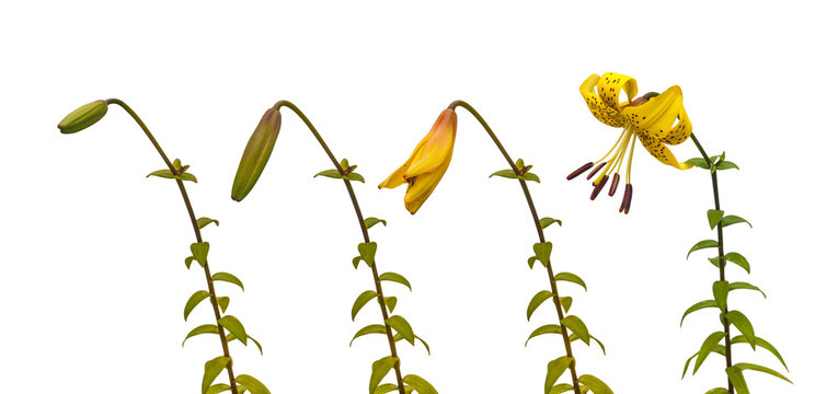 The sequence of blooming flower asian yellow lilies "Citronella"