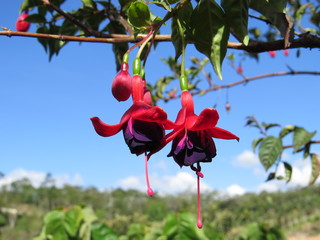Fuchsia with blue sky background