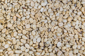 white coffee seed or unroasted raw coffee bean