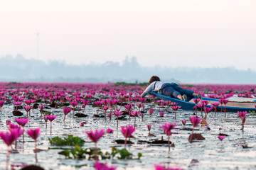 Sea of pink lotus unseen in Thailand.