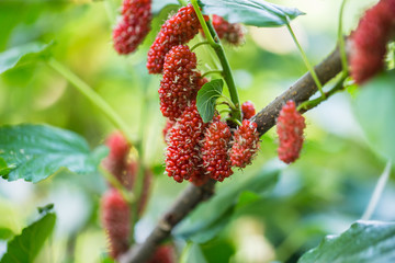 Mulberry, fresh organic mulberries herbal fruit plant in green garden garden