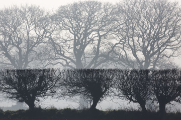 Machine cut agricultural hedge ,nil wildlife value. Norfolk