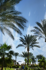 Fototapeta na wymiar beautiful exotic garden with palm trees