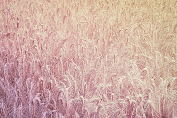 Fototapeta premium wheat field background, toned