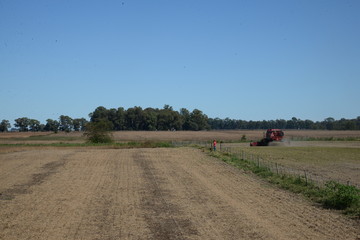 Cosecha de soja en la pampa humeda argentina