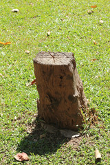 Single old and dead tree
