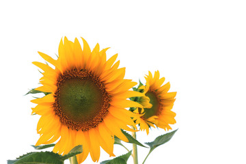 Sunflower with leaves isolated on white background.