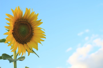 Obraz premium Sunflower