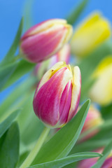 Tulips in flower Spring photographed using soft focus technique