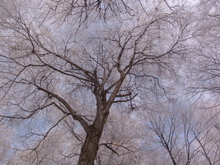 outdoor, forest, wood, nature, winter, tree, natural, seasonal, season, sky, high, snowy, daylight, white, below, scenic, scenery, background, snow, light, silhouette, plant, day, trunk, bright, black