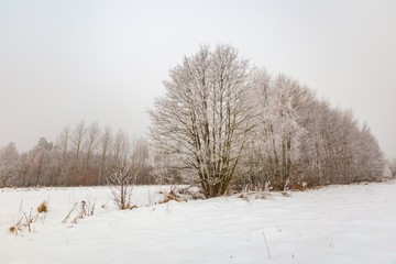 Fototapeta na wymiar Winter landscape with trees and field