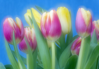 Tulips in flower Spring photographed using soft focus technique