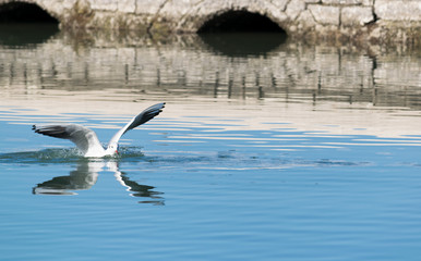 Seabird in water