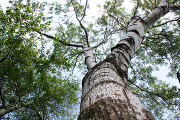 Fototapeta premium forest