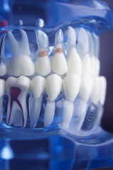 Dental teeth dentistry model