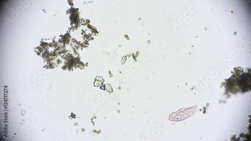 Mikroorganismus