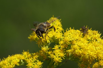 schwebfliegen