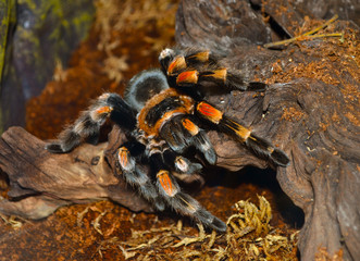 tarantula spider. Yellow legs Tarantula's fang. Macro of the fac
