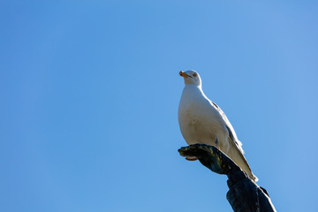 Möwe