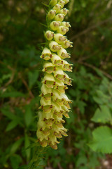 Fototapeta premium Digitale appenninica (Digitalis lutea) - infiorescenza