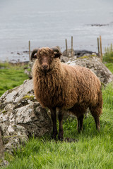 Faroese sheep, Faroe Islands