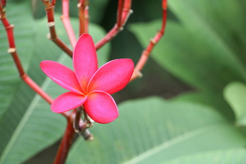 Fototapeta premium plumeria flower pink selective focus or desert rose beautiful 