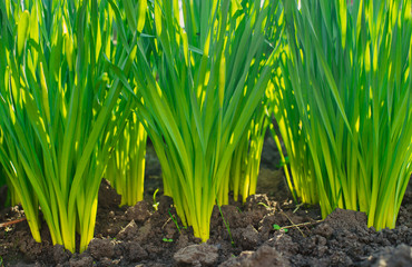 grass grows from the earth