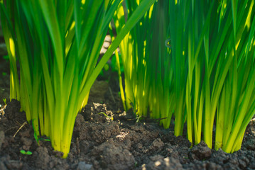 grass grows from the earth