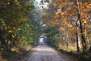 Milan (Italy): Park of Groane at fall