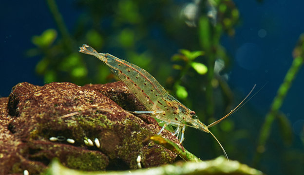 Amano Shrimp in Freshwater Aquarium