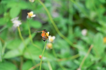 Bee on white flower collecting pollen suck nectar