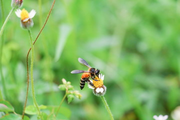Bee on white flower collecting pollen suck nectar