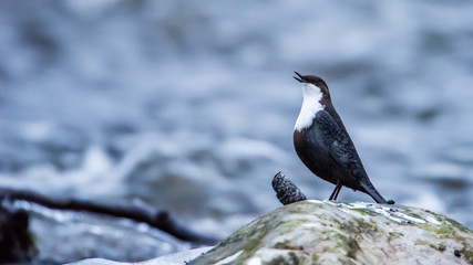 Dipper's Call