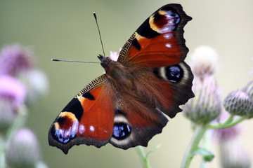 Peacock butterfly
