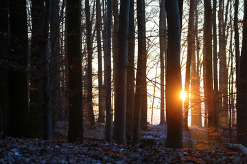 Sonnenaufgang im Wald im Winter