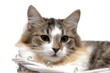 portrait of fluffy cat on a white background