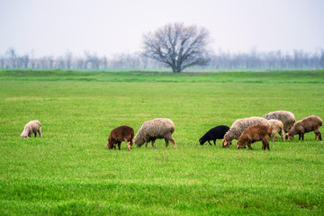 Naklejka na ściany i meble Flock of sheep grazes on a pasture