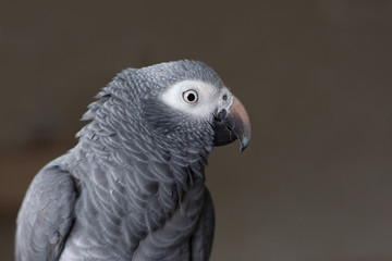 African timneh grey parrot