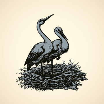 two storks standing nest sketch clip art preview